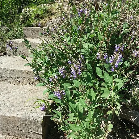 Vikendica Kuca Lavanda *