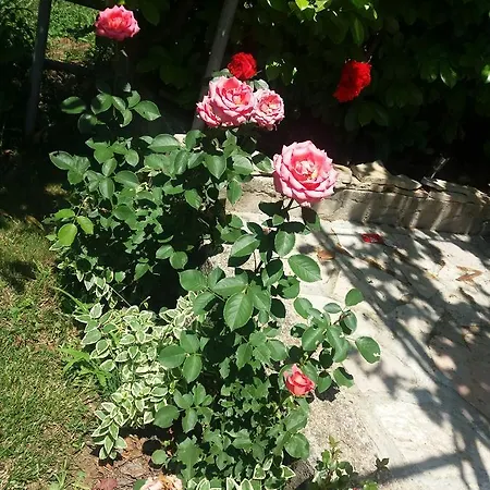 Kuca Lavanda * Dreznjak